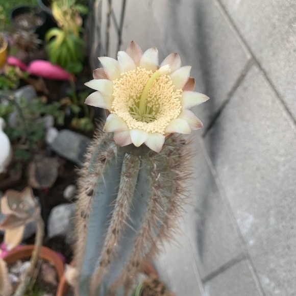 Threads of Violet - Picture 16 of 16